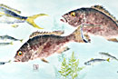 snapper fish print