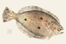 flounder print