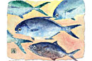pompano