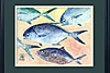 gyotaku fish print
