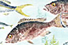 snapper fish print