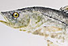 fish rubbing
